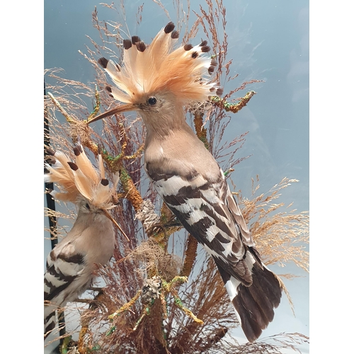 797 - A glazed and ebonised taxidermy Case displaying two Hoopoes (Upupa epops) perched on a branch amongs... 