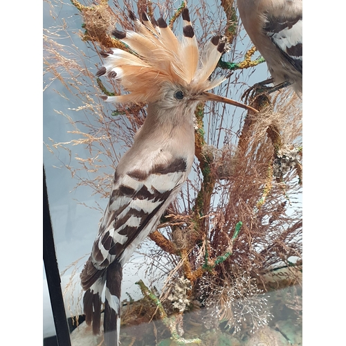 797 - A glazed and ebonised taxidermy Case displaying two Hoopoes (Upupa epops) perched on a branch amongs... 