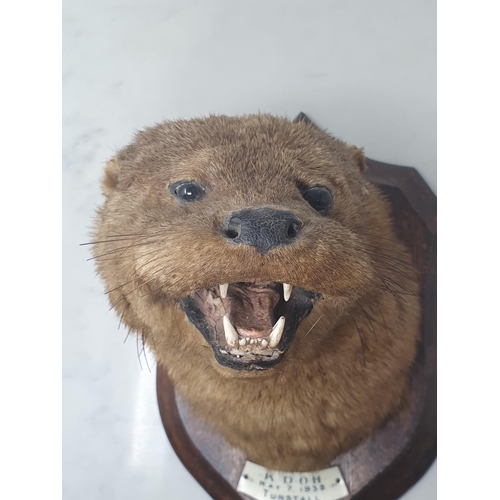 798 - A taxidermy Otter Mask on oak shield bearing Murray of Carnforth paper label to reverse, plaque engr... 