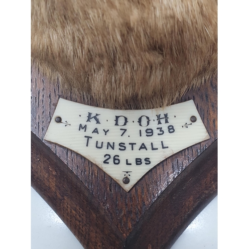 798 - A taxidermy Otter Mask on oak shield bearing Murray of Carnforth paper label to reverse, plaque engr... 