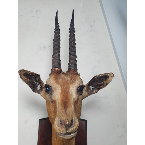 799 - A taxidermy neck mounted Thompson's Gazelle on mahogany shield in the manner of Gerrard and a pair o... 