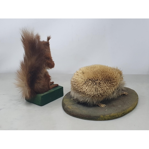 800 - A taxidermy Pygmy Hedgehog and a Red Squirrel