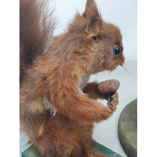 800 - A taxidermy Pygmy Hedgehog and a Red Squirrel