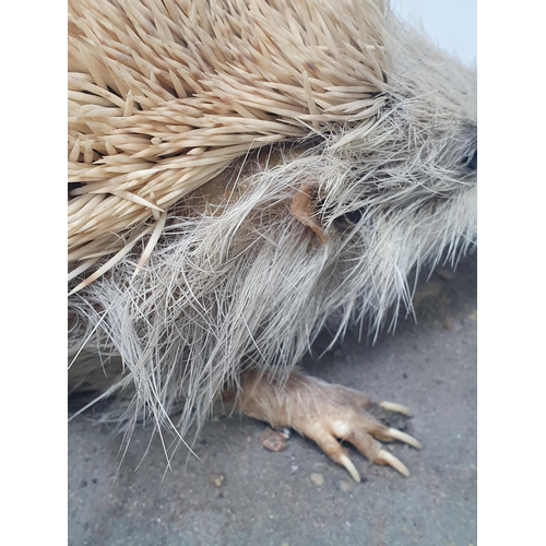 800 - A taxidermy Pygmy Hedgehog and a Red Squirrel