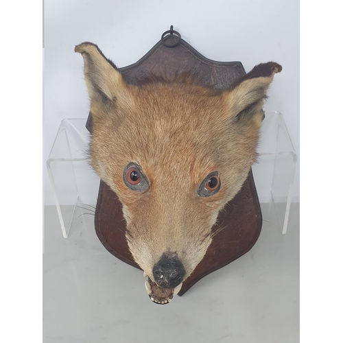 802 - An antique taxidermy Fox Mask on oak shield