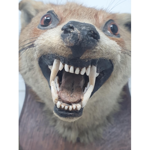 802 - An antique taxidermy Fox Mask on oak shield