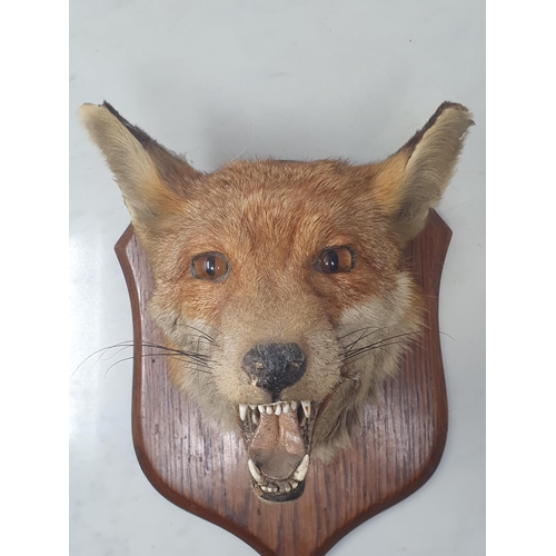 803 - A taxidermy Fox Mask on oak shield