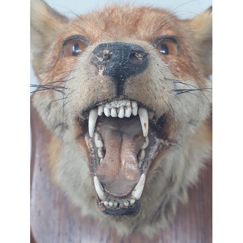 803 - A taxidermy Fox Mask on oak shield