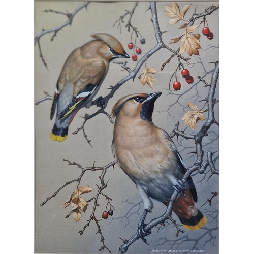 362 - KEITH BROOMFIELD. Studies of 'Crossbills and Waxwings', signed and inscribed verso, gouache, 11 1/2 ... 