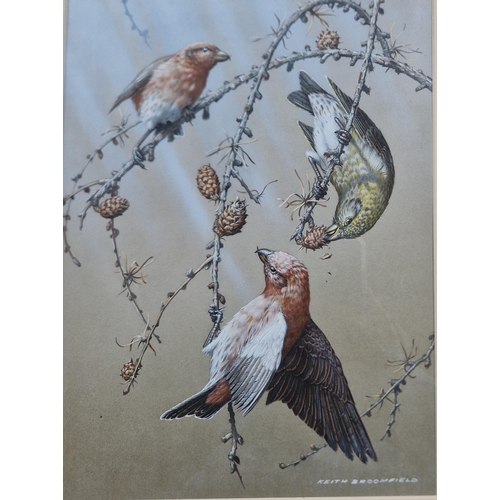 362 - KEITH BROOMFIELD. Studies of 'Crossbills and Waxwings', signed and inscribed verso, gouache, 11 1/2 ... 