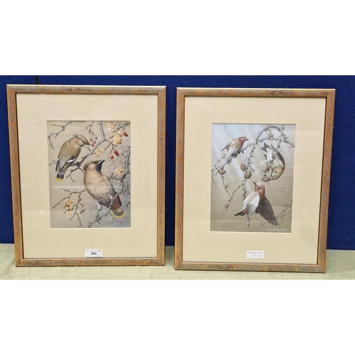 362 - KEITH BROOMFIELD. Studies of 'Crossbills and Waxwings', signed and inscribed verso, gouache, 11 1/2 ... 
