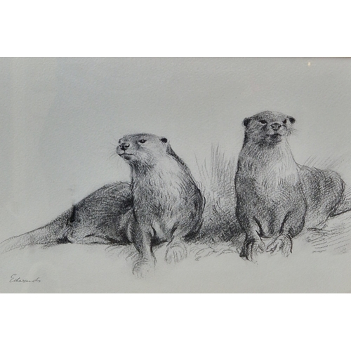 372 - EDWARDS. Two Otters, signed, pencil, 8 x 12 1/2 in; one other pencil drawing by the same hand depict... 