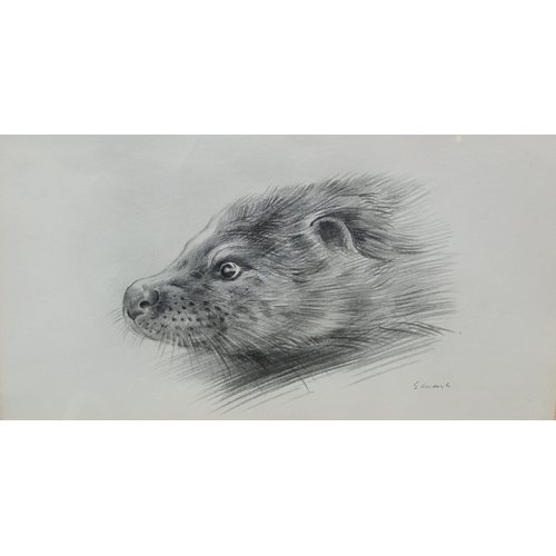 372 - EDWARDS. Two Otters, signed, pencil, 8 x 12 1/2 in; one other pencil drawing by the same hand depict... 