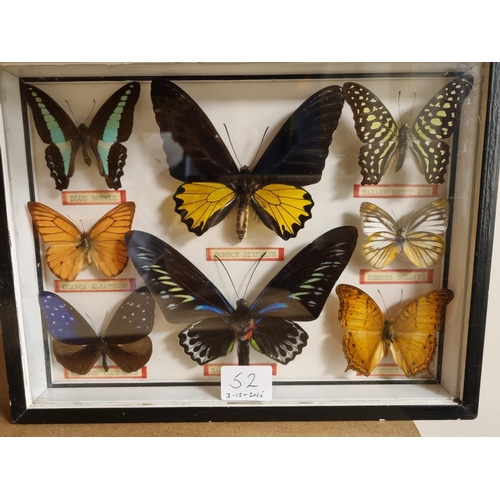52 - Three Framed and Glazed Cases of Exotic Butterflies R3