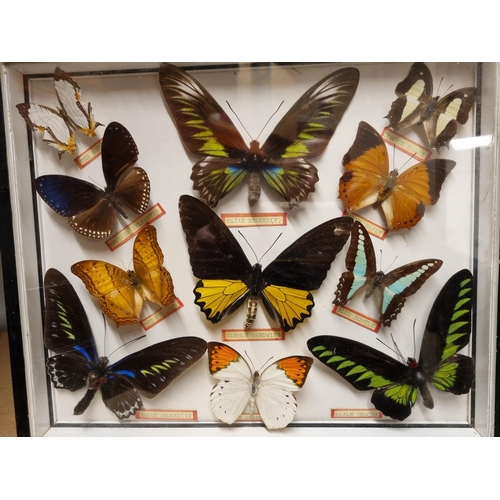 52 - Three Framed and Glazed Cases of Exotic Butterflies R3
