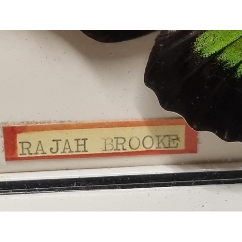 52 - Three Framed and Glazed Cases of Exotic Butterflies R3