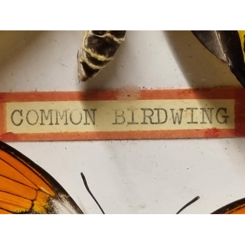 52 - Three Framed and Glazed Cases of Exotic Butterflies R3