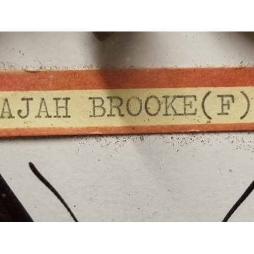 52 - Three Framed and Glazed Cases of Exotic Butterflies R3