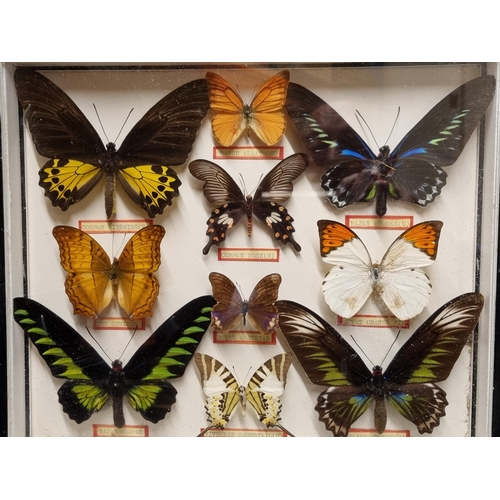 52 - Three Framed and Glazed Cases of Exotic Butterflies R3