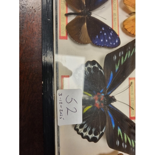 52 - Three Framed and Glazed Cases of Exotic Butterflies R3