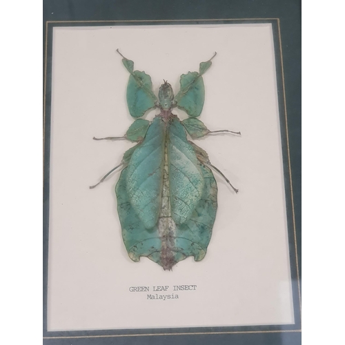 Five glazed Display Cases containing Insects and Beetles to include ...