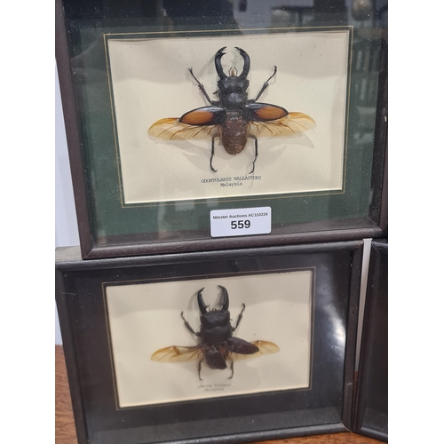 Four framed and mounted Insects to include, 