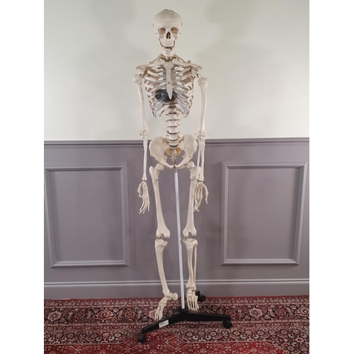 A Scientific/Educational Skeleton Model, A/F, 5ft 9