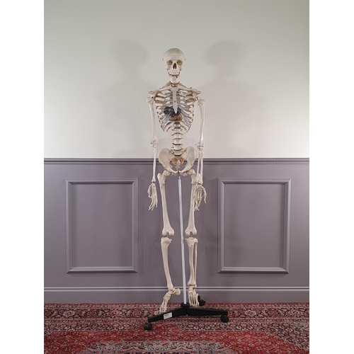 A Scientific/Educational Skeleton Model, A/F, 5ft 9