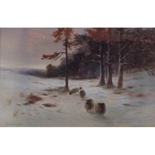 Lot 516       