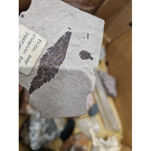 20 - A Box of Minerals, fossilized Fish Vertebrae, Reference Book and a Bowling Wood (R2)