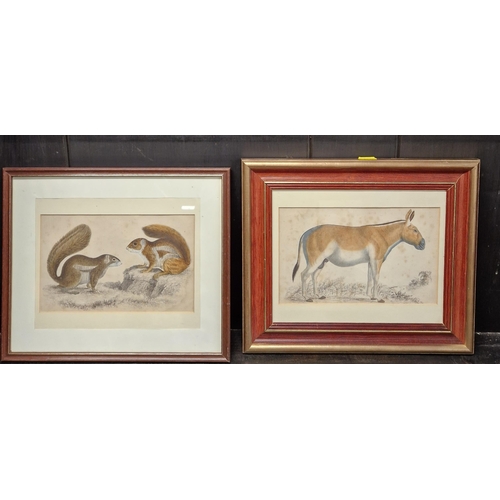 361A - ENGLISH SCHOOL, A late twentieth century oil painting of a prize pig  titled 'A Gloucester Spot'. qt... 