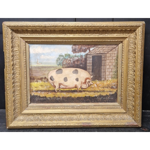 361A - ENGLISH SCHOOL, A late twentieth century oil painting of a prize pig  titled 'A Gloucester Spot'. qt... 