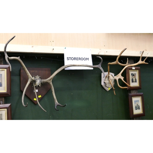 292 - Two mounted sets of Reindeer horns