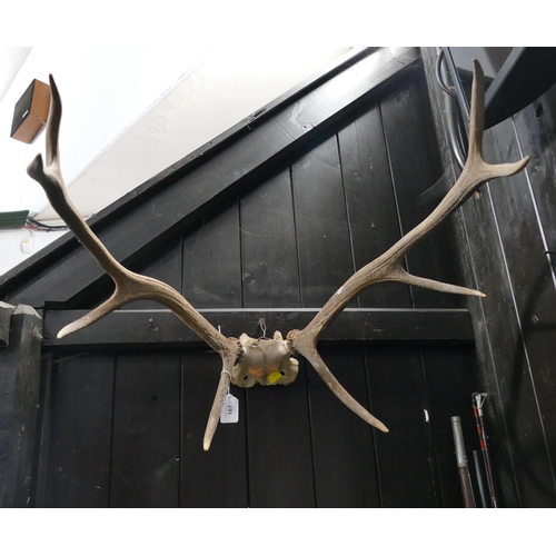 167 - Set of antlers