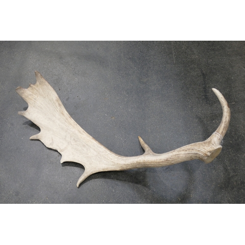 232 - Elk antler