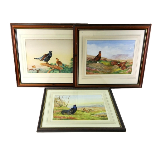 468 - Colin Luckett three watercolours, one of Red Grouse, 30 x 40 cm, framed and mounted. The second of B... 