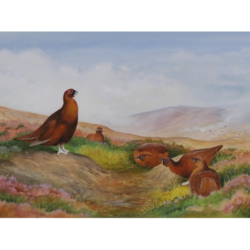 468 - Colin Luckett three watercolours, one of Red Grouse, 30 x 40 cm, framed and mounted. The second of B... 
