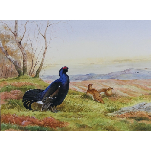 468 - Colin Luckett three watercolours, one of Red Grouse, 30 x 40 cm, framed and mounted. The second of B... 