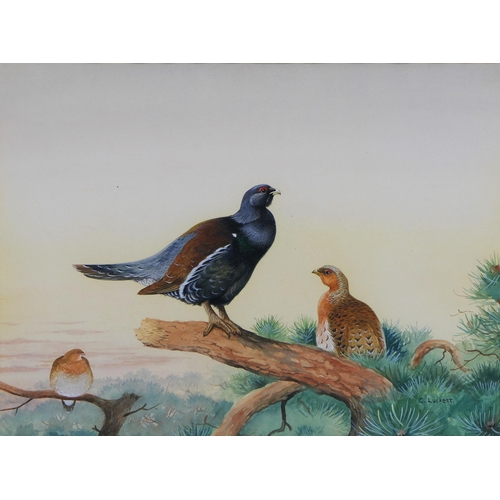 468 - Colin Luckett three watercolours, one of Red Grouse, 30 x 40 cm, framed and mounted. The second of B... 