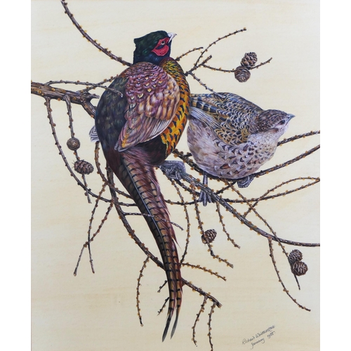469 - Richard Whittlestone (British born 1963), watercolour cock and hen Pheasant in a larch tree, signed ... 