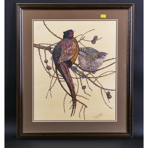469 - Richard Whittlestone (British born 1963), watercolour cock and hen Pheasant in a larch tree, signed ... 