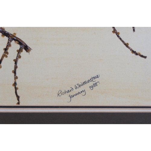 469 - Richard Whittlestone (British born 1963), watercolour cock and hen Pheasant in a larch tree, signed ... 