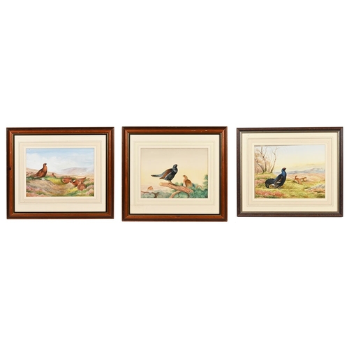 468 - Colin Luckett three watercolours, one of Red Grouse, 30 x 40 cm, framed and mounted. The second of B... 