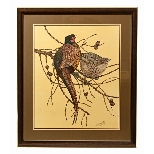 469 - Richard Whittlestone (British born 1963), watercolour cock and hen Pheasant in a larch tree, signed ... 