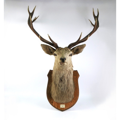 721 - Taxidermy - A fourteen point Scottish Red Stag head mounted on an oak shield, marked ADP CNOC AN EIC... 