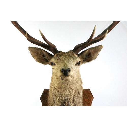 721 - Taxidermy - A fourteen point Scottish Red Stag head mounted on an oak shield, marked ADP CNOC AN EIC... 