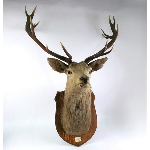 721 - Taxidermy - A fourteen point Scottish Red Stag head mounted on an oak shield, marked ADP CNOC AN EIC... 