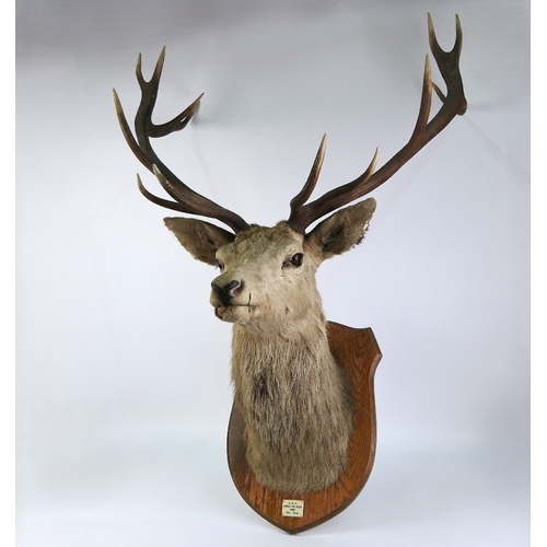 721 - Taxidermy - A fourteen point Scottish Red Stag head mounted on an oak shield, marked ADP CNOC AN EIC... 