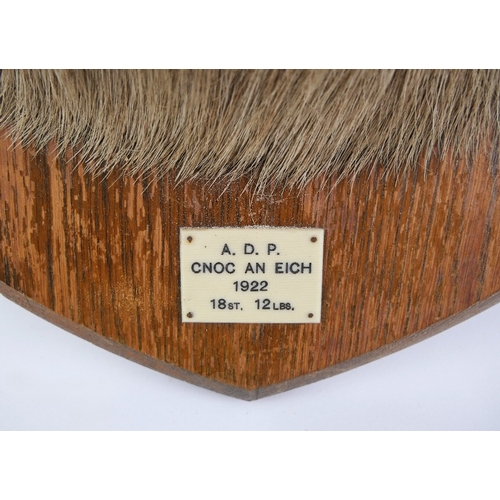 721 - Taxidermy - A fourteen point Scottish Red Stag head mounted on an oak shield, marked ADP CNOC AN EIC... 