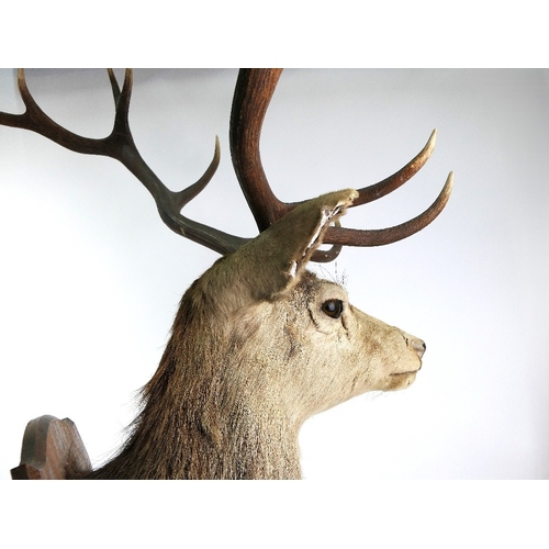 721 - Taxidermy - A fourteen point Scottish Red Stag head mounted on an oak shield, marked ADP CNOC AN EIC... 